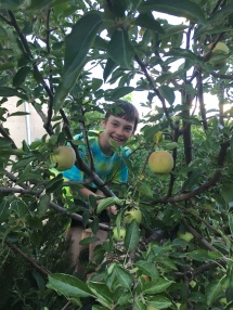 Picking apples. Such a cutie!